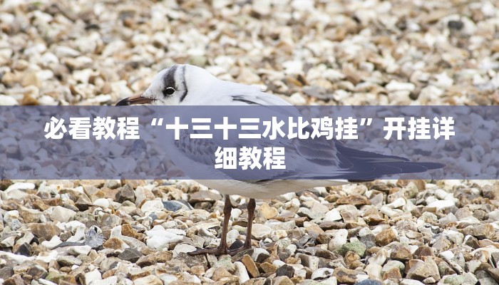 必看教程“十三十三水比鸡挂”开挂详细教程