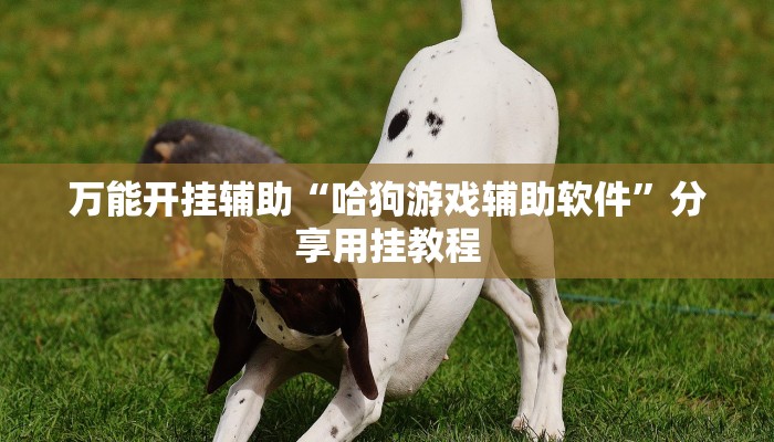 万能开挂辅助“哈狗游戏辅助软件”分享用挂教程